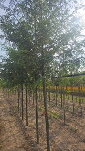 Gleditsia triacanthos 10-12 Hoogstam wortelgoed