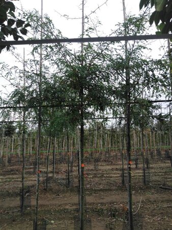Gleditsia triacanthos 10-12 Hoogstam wortelgoed - afbeelding 4