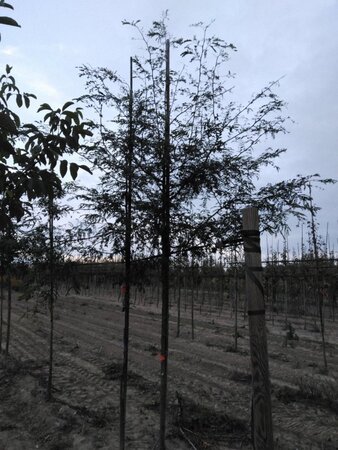 Gleditsia triacanthos 10-12 Hoogstam wortelgoed - afbeelding 3