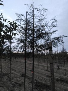 Gleditsia triacanthos 10-12 Hoogstam wortelgoed - afbeelding 3