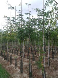 Gleditsia triacanthos 10-12 Hoogstam wortelgoed - afbeelding 2