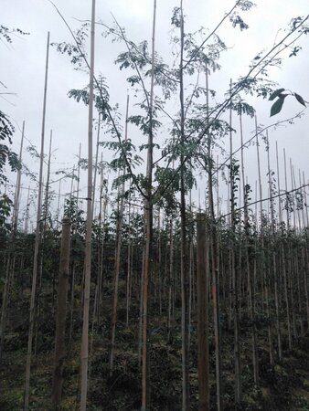 Gleditsia triacanthos 6-8 Hoogstam wortelgoed - afbeelding 6