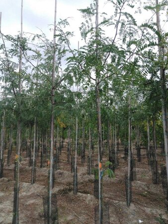 Gleditsia triacanthos 6-8 Hoogstam wortelgoed - afbeelding 1