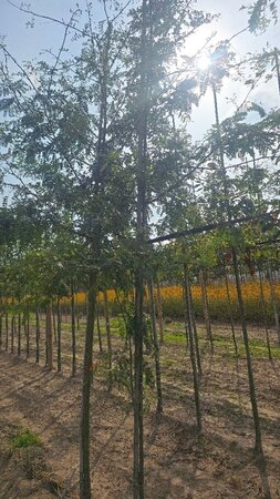 Gleditsia triacanthos 6-8 Hoogstam wortelgoed - afbeelding 2