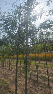 Gleditsia triacanthos 6-8 Hoogstam wortelgoed - afbeelding 2