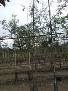 Gleditsia triacanthos 6-8 Hoogstam wortelgoed - afbeelding 5