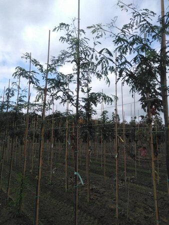 Gleditsia triacanthos 6-8 Hoogstam wortelgoed - afbeelding 4