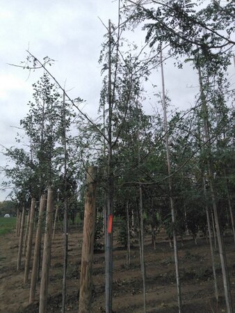 Gleditsia triacanthos 6-8 Hoogstam wortelgoed - afbeelding 3