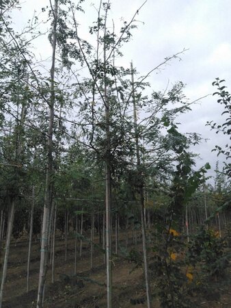 Gleditsia triacanthos 8-10 Hoogstam wortelgoed - afbeelding 5