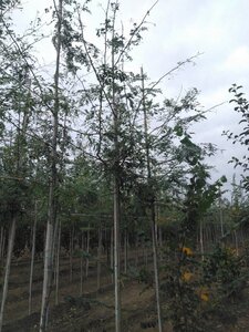 Gleditsia triacanthos 8-10 Hoogstam wortelgoed - afbeelding 5