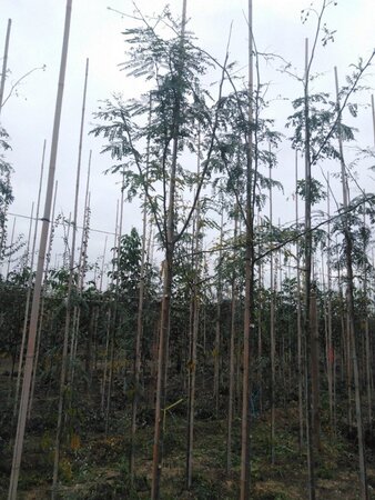 Gleditsia triacanthos 8-10 Hoogstam wortelgoed - afbeelding 6