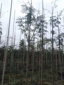 Gleditsia triacanthos 8-10 Hoogstam wortelgoed - afbeelding 6