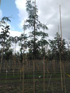Gleditsia triacanthos 8-10 Hoogstam wortelgoed - afbeelding 3