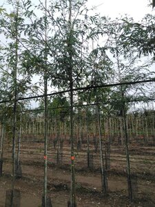 Gleditsia triacanthos 8-10 Hoogstam wortelgoed - afbeelding 4