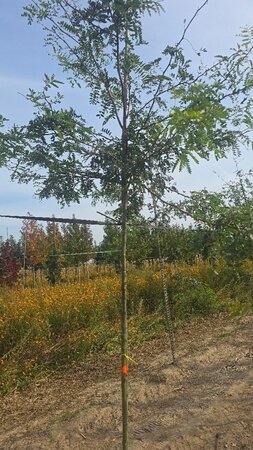 Gleditsia triacanthos 8-10 Hoogstam wortelgoed - afbeelding 2