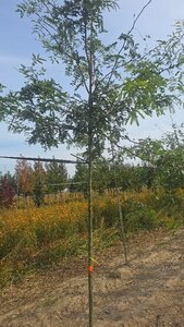 Gleditsia triacanthos 8-10 Hoogstam wortelgoed - afbeelding 2