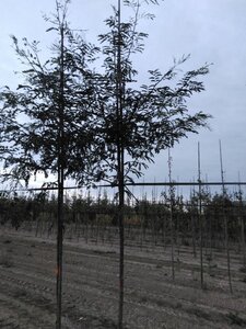 Gleditsia triac. 'Skyline' 10-12 Hoogstam wortelgoed