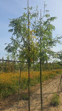Gleditsia triac. 'Skyline' 10-12 Hoogstam wortelgoed - afbeelding 2