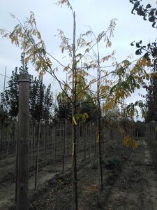 Gleditsia triac. 'Skyline' 10-12 Hoogstam wortelgoed - afbeelding 3