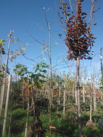 Gleditsia triac. 'Skyline' 8-10 Hoogstam BAG