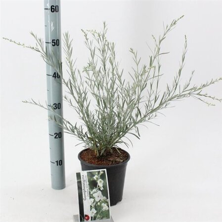 Gomphostigma v. 'Silver Butterfly' 30-40 cm cont. 2,0L - afbeelding 1