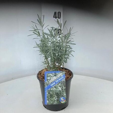 Gomphostigma v. 'Silver Butterfly' 30-40 cm cont. 2,0L - afbeelding 2