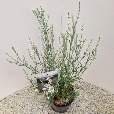 Gomphostigma v. 'Silver Butterfly' 30-40 cm cont. 2,0L - afbeelding 3