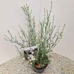 Gomphostigma v. 'Silver Butterfly' 30-40 cm cont. 2,0L - afbeelding 3