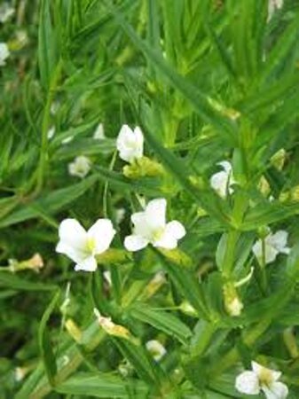 Gratiola officinalis geen maat specificatie 0,55L/P9cm - image 2