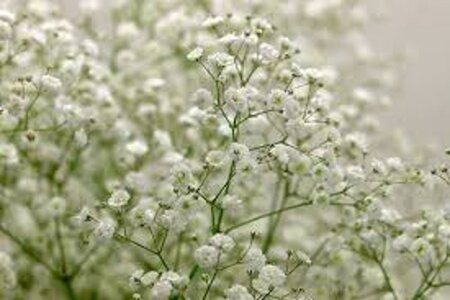 Gypsophila pan. 'Schneeflocke' geen maat specificatie 0,55L/P9cm - afbeelding 2