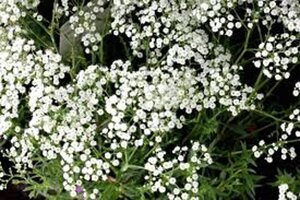 Gypsophila pan. 'Schneeflocke' geen maat specificatie 0,55L/P9cm - afbeelding 3
