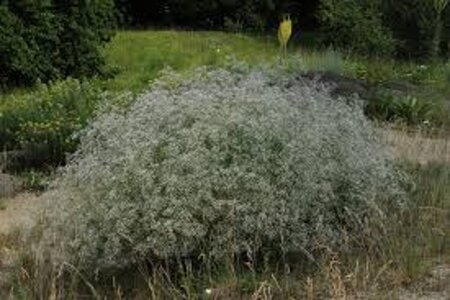 Gypsophila pan. 'Schneeflocke' geen maat specificatie 0,55L/P9cm - afbeelding 4