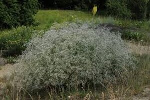 Gypsophila pan. 'Schneeflocke' geen maat specificatie 0,55L/P9cm - afbeelding 4