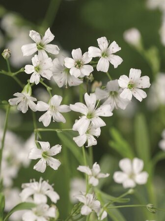Gypsophila repens 'Alba' geen maat specificatie 0,55L/P9cm - afbeelding 2