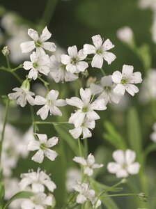 Gypsophila repens 'Alba' geen maat specificatie 0,55L/P9cm - afbeelding 2
