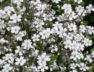 Gypsophila repens 'Alba' geen maat specificatie 0,55L/P9cm - afbeelding 4