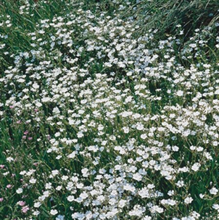 Gypsophila repens 'Alba' geen maat specificatie 0,55L/P9cm - afbeelding 5