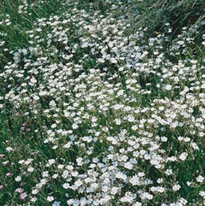 Gypsophila repens 'Alba' geen maat specificatie 0,55L/P9cm - afbeelding 5
