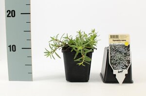 Gypsophila repens 'Alba' geen maat specificatie 0,55L/P9cm