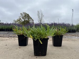 Gypsophila 'Rosenschleier' geen maat specificatie 0,55L/P9cm - afbeelding 2