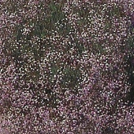 Gypsophila 'Rosenschleier' geen maat specificatie 0,55L/P9cm - afbeelding 4