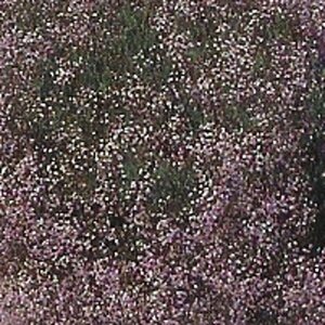 Gypsophila 'Rosenschleier' geen maat specificatie 0,55L/P9cm - afbeelding 4