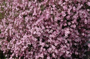 Gypsophila 'Rosenschleier' geen maat specificatie 0,55L/P9cm