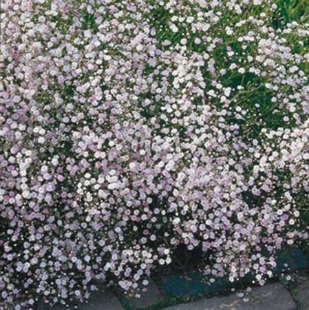 Gypsophila 'Rosenschleier' geen maat specificatie 0,55L/P9cm - afbeelding 5