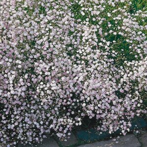 Gypsophila 'Rosenschleier' geen maat specificatie 0,55L/P9cm - afbeelding 5