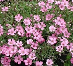 Gypsophila 'Rosenschleier' geen maat specificatie 0,55L/P9cm - afbeelding 6
