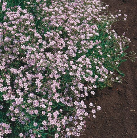 Gypsophila repens 'Rosea' geen maat specificatie 0,55L/P9cm - afbeelding 5
