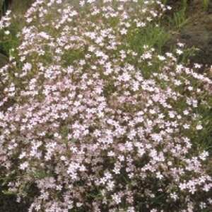Gypsophila repens 'Rosea' geen maat specificatie 0,55L/P9cm - afbeelding 6