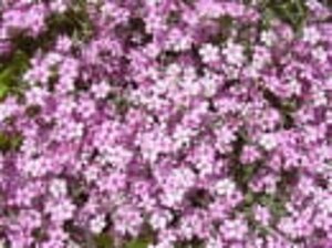 Gypsophila repens 'Rosea' geen maat specificatie 0,55L/P9cm - afbeelding 7