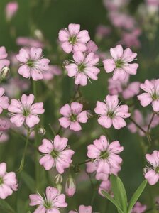 Gypsophila repens 'Rosea' geen maat specificatie 0,55L/P9cm - afbeelding 8